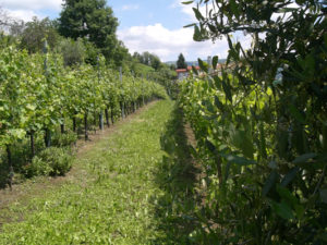 Vigneto sulle colline di San Giorgio di Perlena